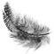 feather3.tif