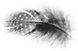 feather1.tif