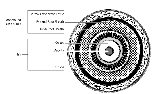 Hair_Cross_Section.eps