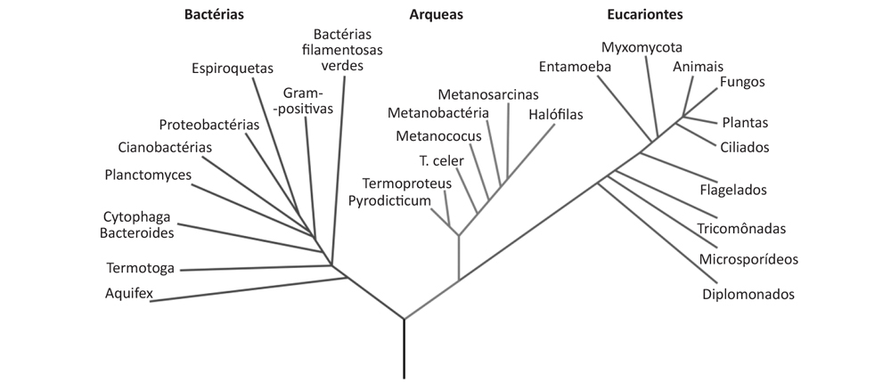 Imagem do livro Questão vital