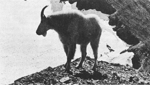 ROCKY MOUNTAIN GOAT