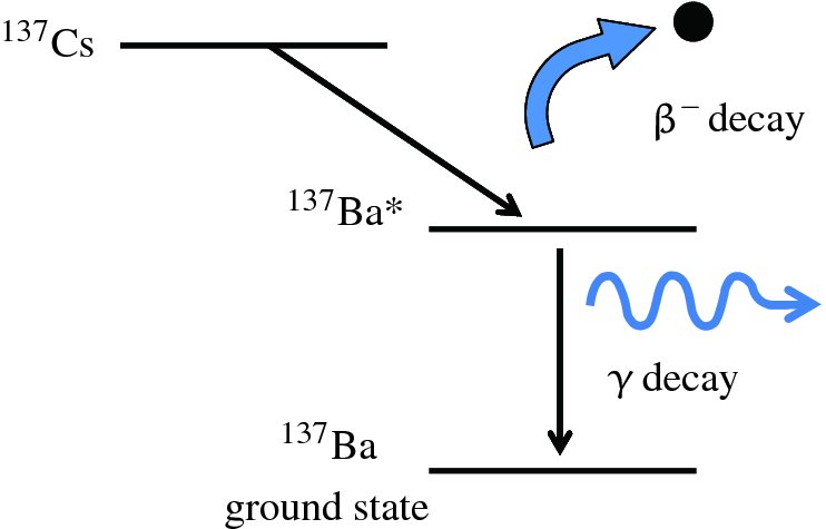 Diagram shows 137 Cs coming toward 137 Ba with beta- decay having nucleus and below is downward arrow with waves moving right which indicates gama decay with 137 Ba ground state.