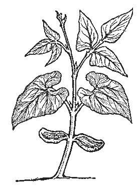 The Bean—Embryo-Leaves, Compound Leaves, and Beginning of Stem