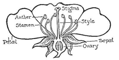 Flower—Ovary, Style, Stigma, Stamens, Anthers, Petals, Sepals