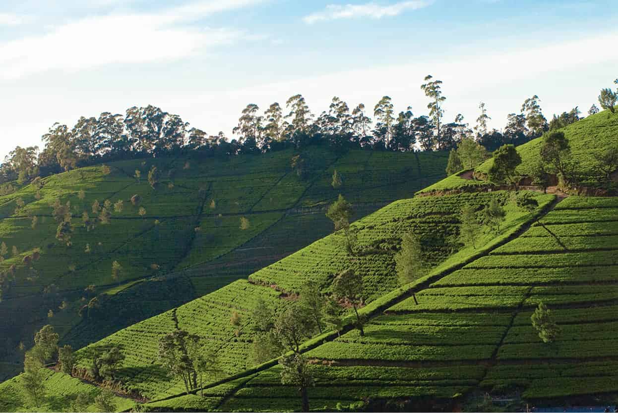 Nuwara_Eiiya-7577_SriLanka_EC.jpg