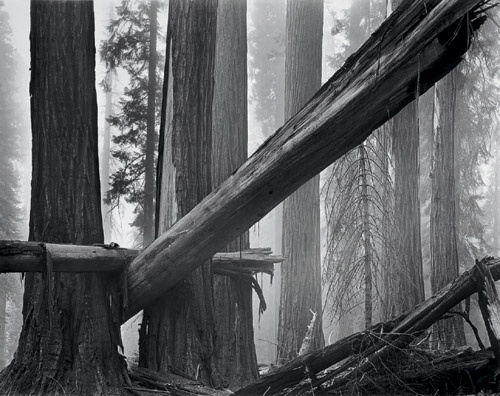 Fallen Sequoias