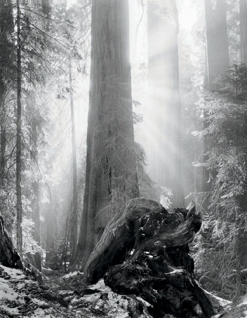 Sequoias and Sunburst