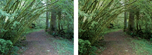 Forest Trail, North Cascade Mountains