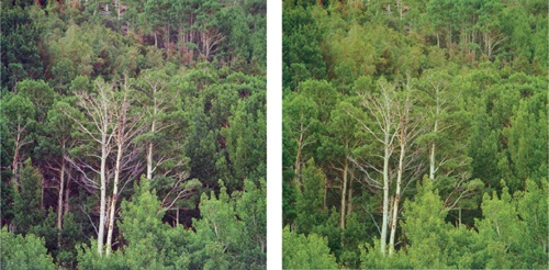 Aspen Group, Sierra Nevada Mountains