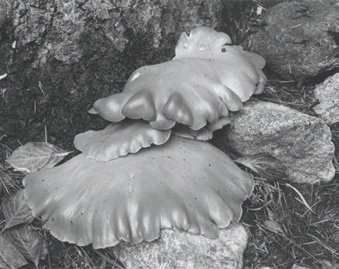 Mushrooms, Yosemite Valley