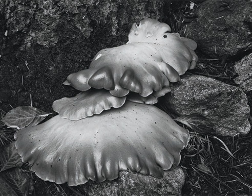 Mushrooms, Yosemite Valley