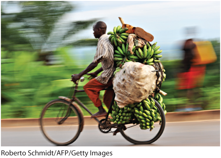 A photo shows an old man riding a bicycle with several bunches of bananas.