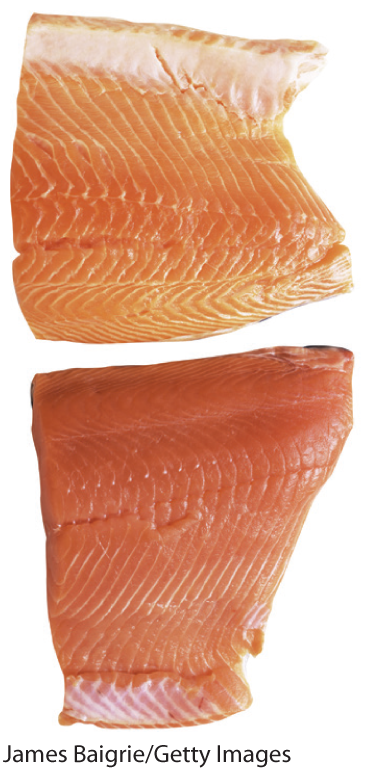 A photo shows two salmon fillets. One is slightly darker than the other.