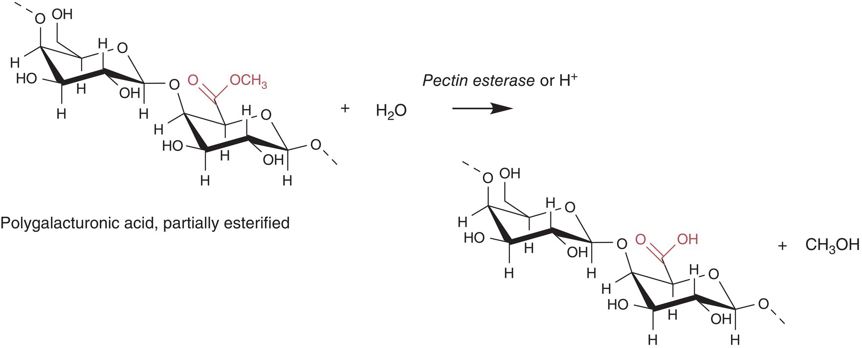 Schematic flow illustrating hydrolytic reaction of esterified polygalacturonic acid to yield methanol.