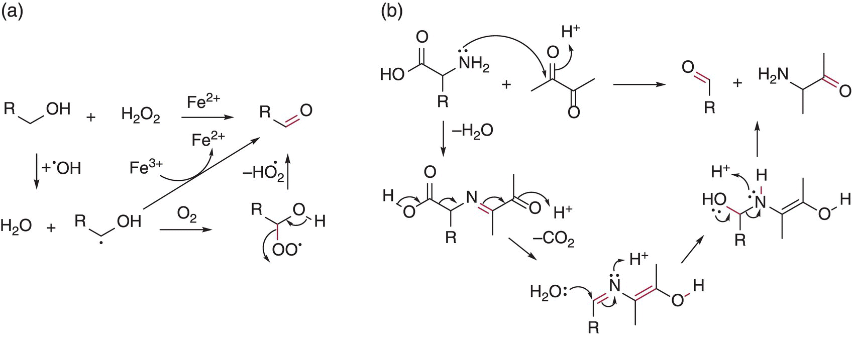 Schematic flows of two pathways to form aldehydes and ketones via Fenton oxidation of alcohols (let) and Strecker reaction of an amino acid with diacetyl (right).