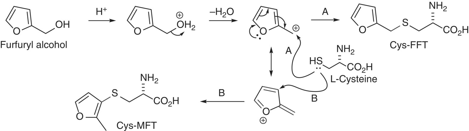 Schematic flow illustrating the formation of odorless cysteine-S-conjugates of FFT (pathway A) and MFT (pathway B) isolated and identified from the reaction of xylose (or furfuryl alcohol) with L-cysteine.