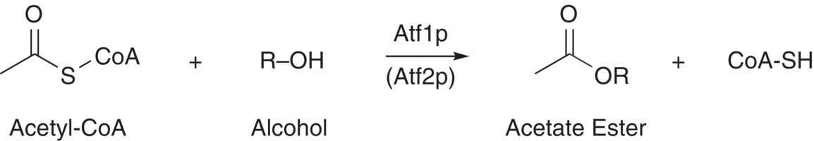 Schematic synthesis of a reaction depicting formation of acetate esters from acetyl-CoA and higher alcohols by yeast via acetyltransferase (Atf1p and Atf2p).