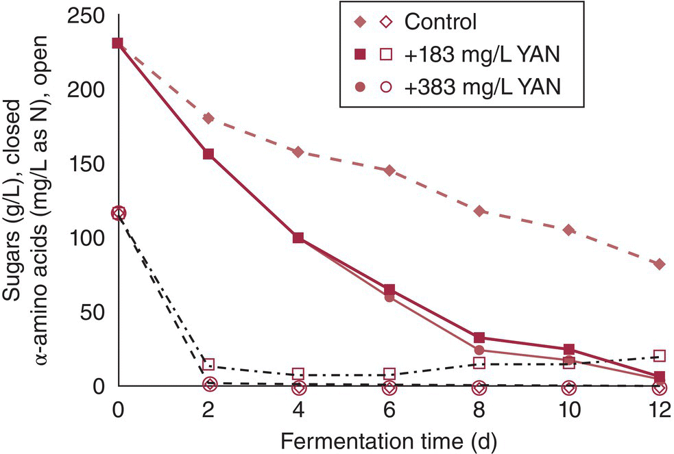 Line graph of sugars over fermentation time for effects of DAP supplementation on residual α-amino acid nitrogen and fermentation kinetics. It features plots for control, +183 mg/L YAN, and +383 mg/L YAN.