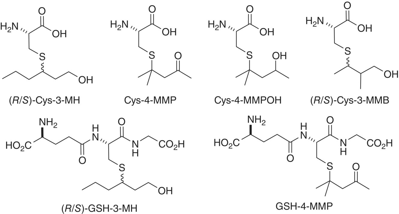 Structural formulas of (R/S)-Cys-3-MH, Cys-4-MMP, Cys-4-MMPOH, (R/S)-Cys-3-MMB, (R/S)-GSH-3-MH, and GSH-4-MMP.