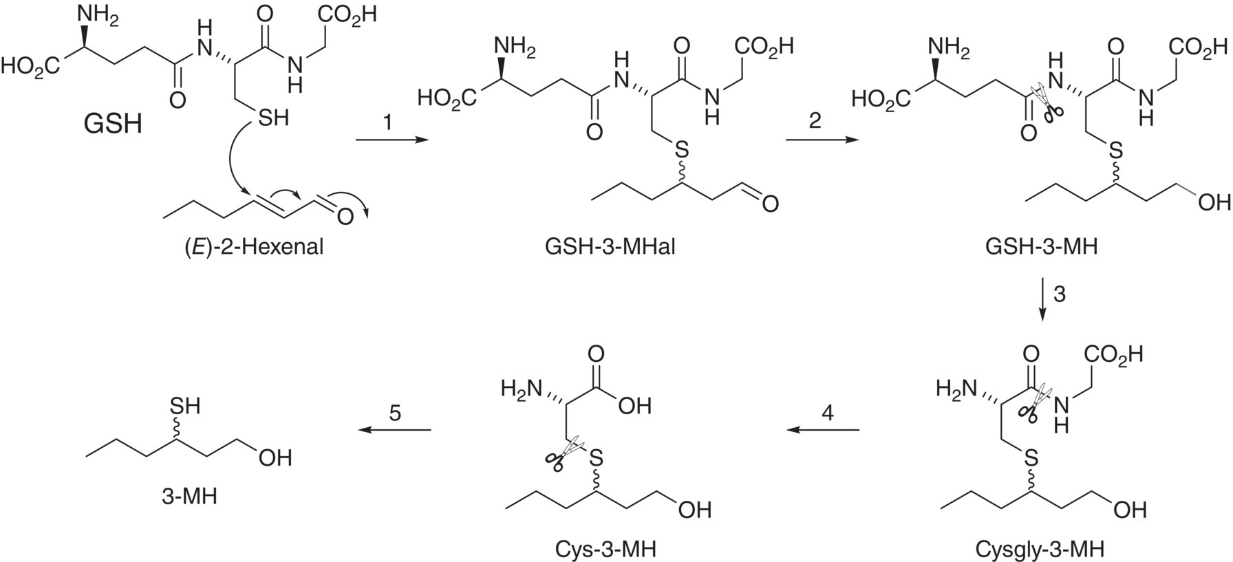 Schematic flow featuring the structural formulas of (E)-2-Hexenal, GSH-3-Mhal, GSH-3-MH, 3-MH, Cys-3-MH, and Cysgly-3-MH.