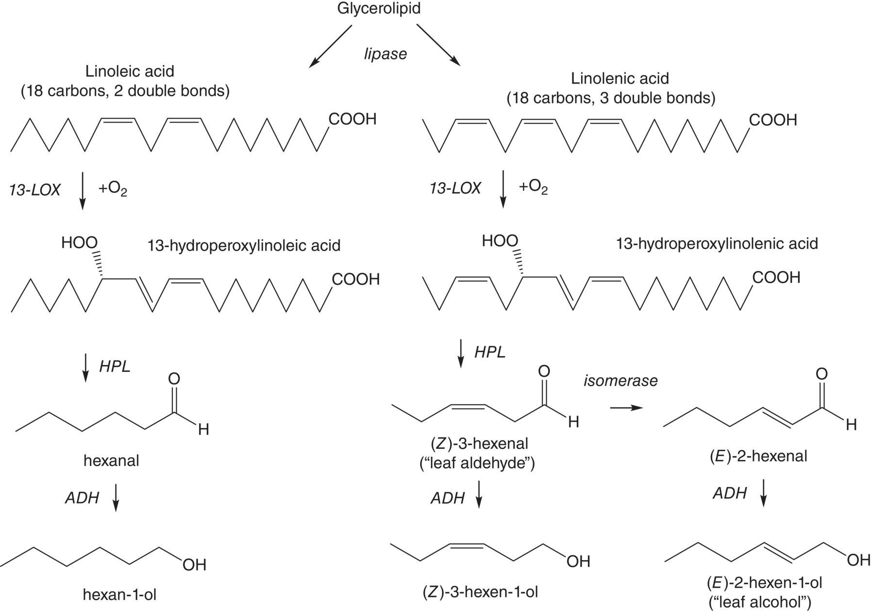 Schematic flow from glycerolipid, branching down to flows for linoleic acid (18 carbons, 2 double bonds) on the left and linolenic acid (18 carbons, 3 double bonds) on the right.