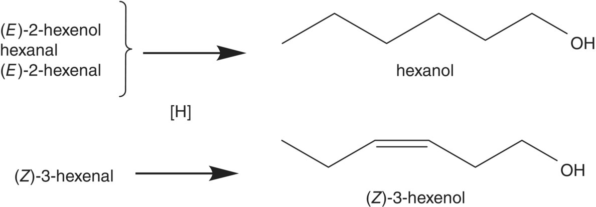 Schematic flows depicting the fate of unstable C6 compounds in the reductive fermentation environment. [H] represents a reducing equivalent, typically NAD(P)H.