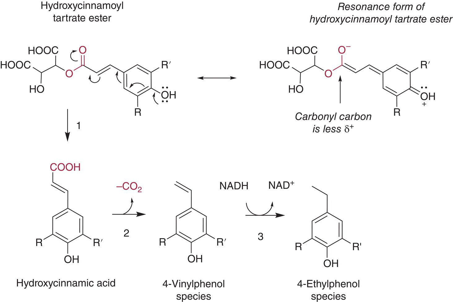 Schematic flow depicting the formation of odorous vinylphenols and ethylphenols from hydroxycinnamoyl (HCA) tartrate esters in grapes. The resonance stabilization of HCA tartrate esters (top right) decreases.