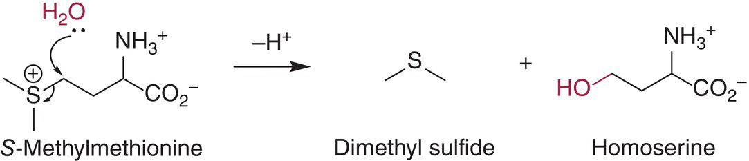 Schematic flow depicting the hydrolytic formation of dimethylsulfide (DMS) from S‐methylmethionine (SMM) precursor to yield DMS.