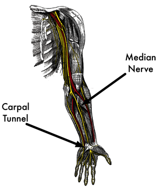 images/median-nerve.png