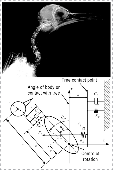 2.7-woodpecker.jpg