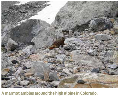 A marmot ambles around the high alpine in Colorado