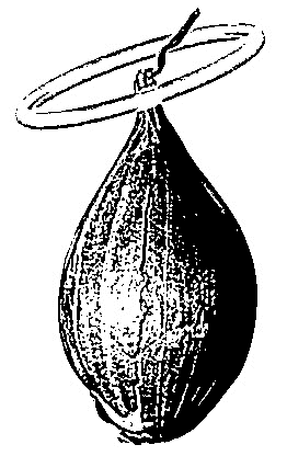 Shallot