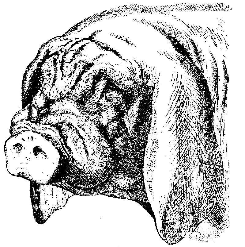 Fig. 2.--Head of Japan or Masked Pig.