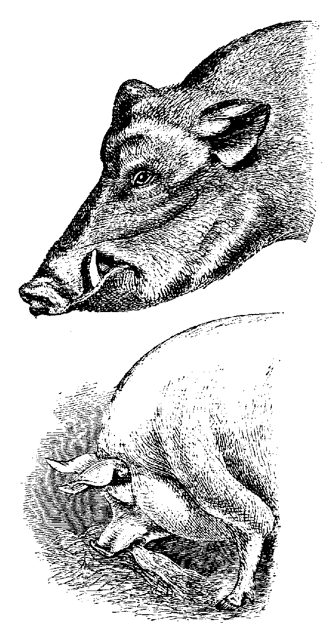 Fig. 3.--Head of Wild Boar, and of Golden Days.