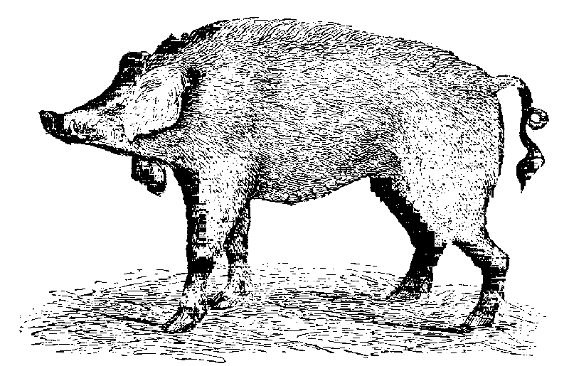 Fig. 4.--Old Irish Pig, with jaw-appendages.