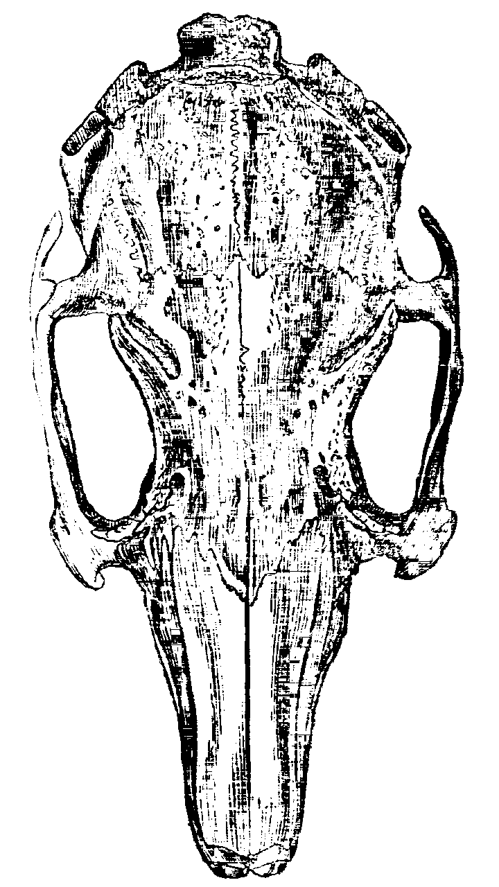 Fig. 6.--Skull of Wild Rabbit.