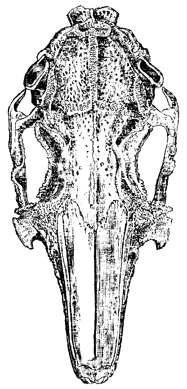 Fig. 7.--Skull of large Lop-eared Rabbit.