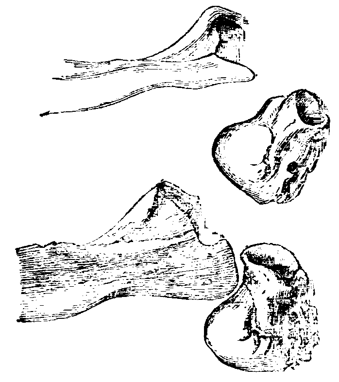 Fig. 8.--Parts of Zygomatic Arches of rabbits.