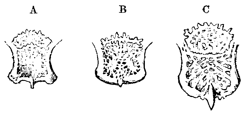 Fig. 9.--Posterior ends of Skulls of rabbits.