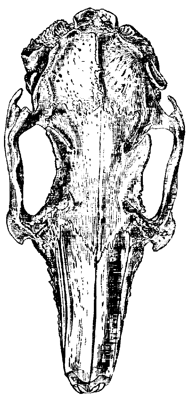 Fig. 11.--Skull of Half-lop Rabbit.