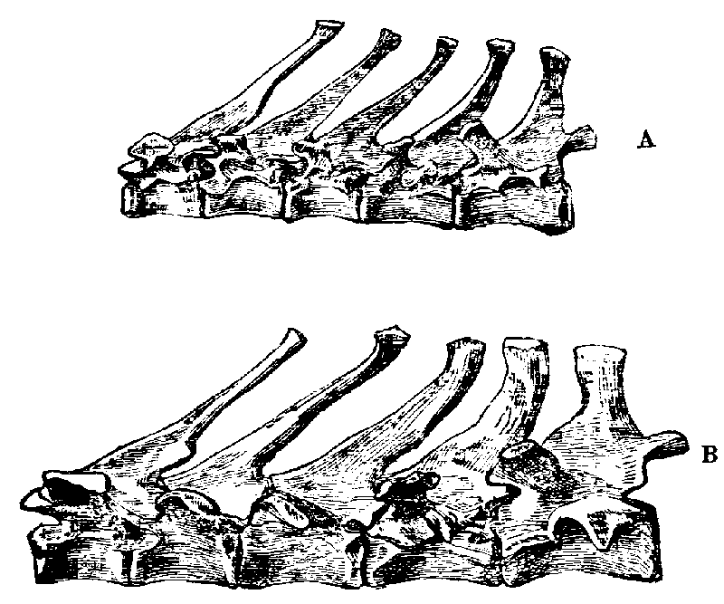 Fig. 14.--Dorsal Vertebræ of Rabbits.