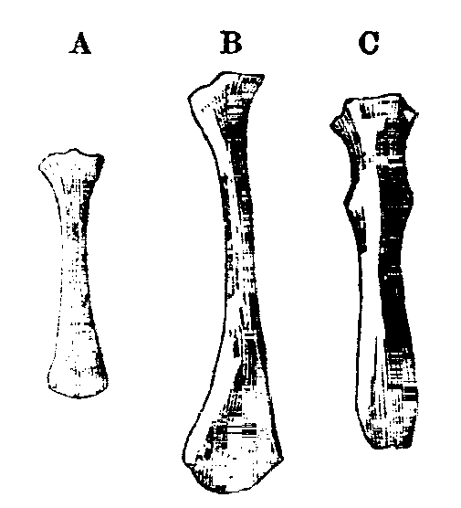 Fig. 15.--Terminal bones of Sterna of Rabbits.