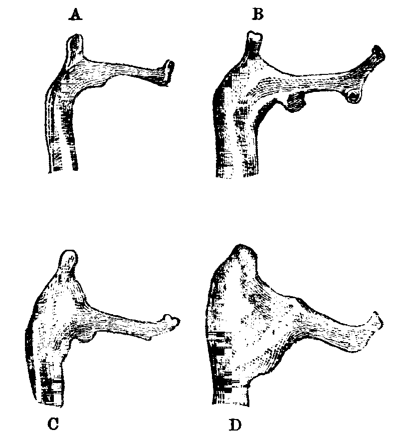 Fig. 16.--Acromia of Rabbits.