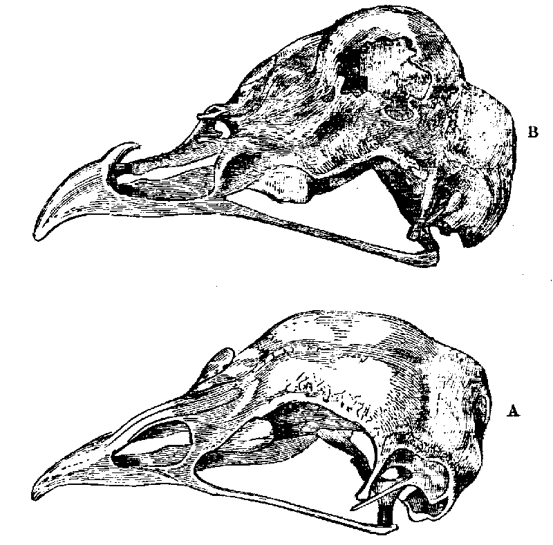 Fig. 34.--Skulls of Fowls.