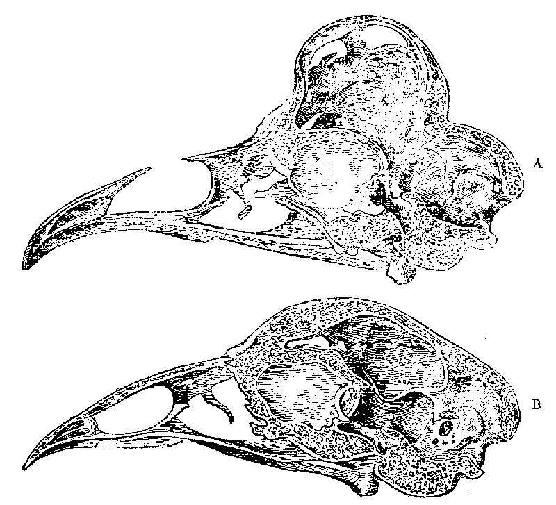 Fig. 35.--Longitudinal sections of Skulls of Fowls.