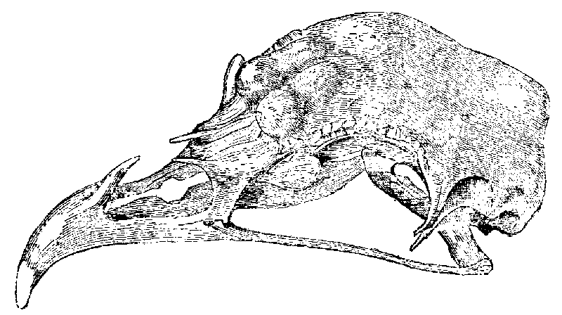 Fig. 36.--Skull of Horned Fowl.