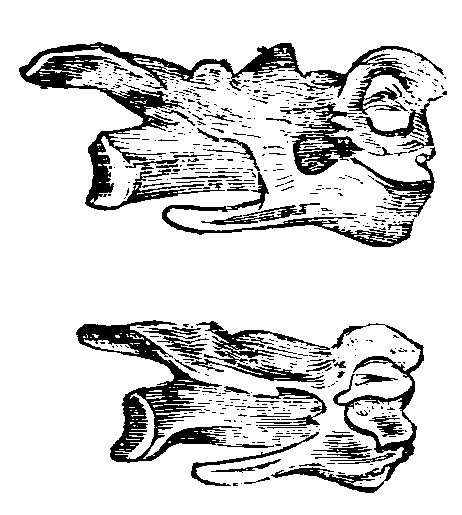 Fig. 37.--Cervical Vertebræ of Fowls.