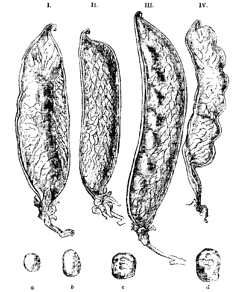 Fig. 41.--Pods and Peas.