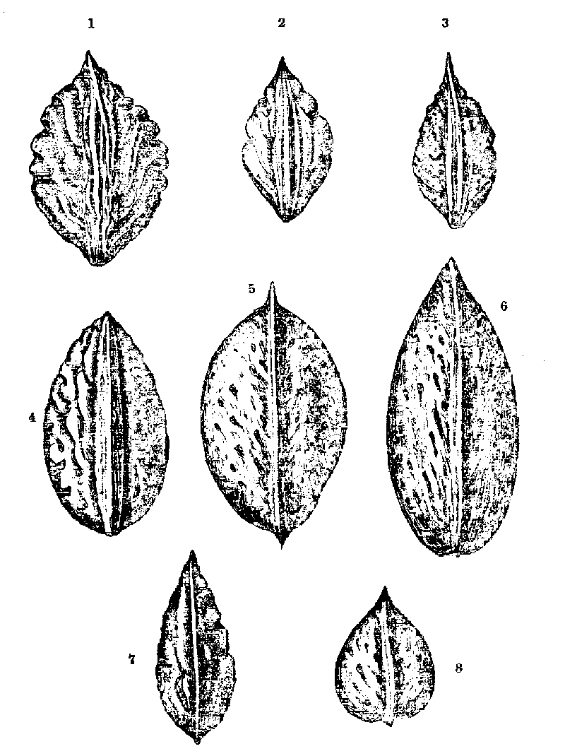 Fig. 42.--Peach and Almond Stones.