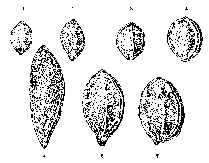 Fig. 43.--Plum Stones.